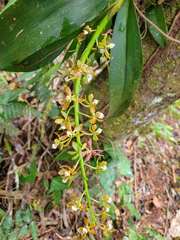 Prosthechea vespa
