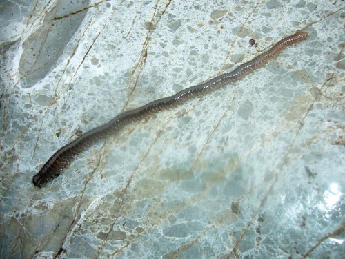 Polychaeta