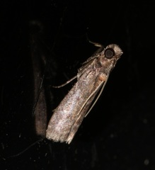 Ectomyelois ceratoniae