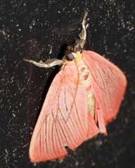 Arctioblepsis rubida
