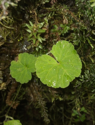 Image of Sibthorpia Repens (Sibthorpia repens) by no rights reserved