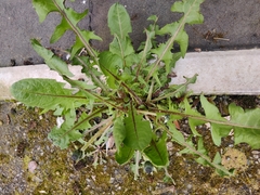 Taraxacum officinale