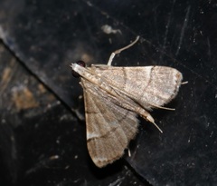 Cangetta hartoghialis