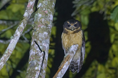 Pulsatrix koeniswaldiana