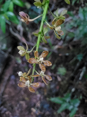Prosthechea vespa