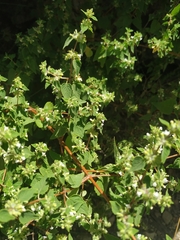 Minthostachys mollis