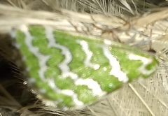 Argyrographa moderata