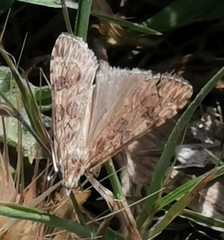Nomophila noctuella