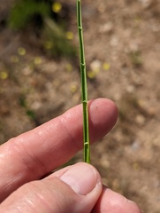 Juncus dubius