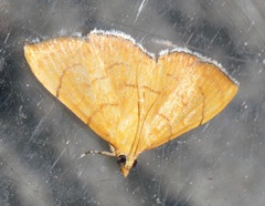 Hyalobathra