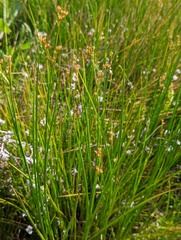 Juncus dubius