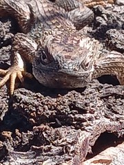 Liolaemus chiliensis