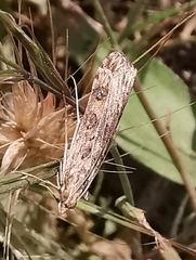 Nomophila noctuella