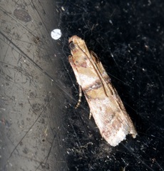 Hypargyria metalliferella
