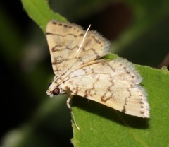 Lamprosema tampiusalis