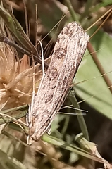 Nomophila noctuella