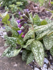 Pulmonaria saccharata