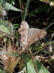 Nomophila noctuella