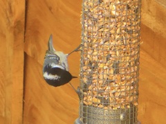 Periparus ater britannicus