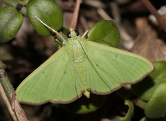 Parotis punctiferalis