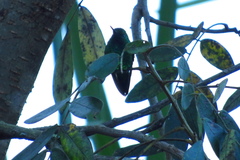 Chlorostilbon melanorhynchus