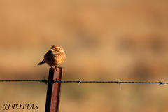 Mirafra fasciolata fasciolata