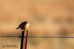 Mirafra fasciolata fasciolata