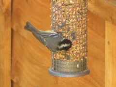 Periparus ater britannicus