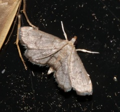 Sufetula