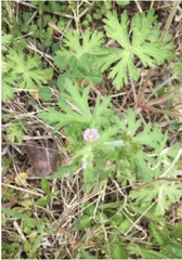 Geranium carolinianum carolinianum