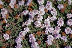 Phyla nodiflora nodiflora