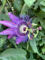 Passiflora × kewensis