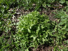 Artemisia vulgaris