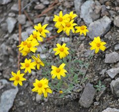 Eriophyllum ambiguum