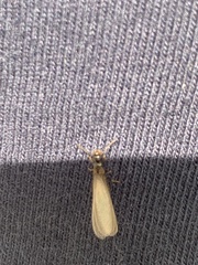 Coptotermes formosanus