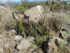 Paragymnopteris marantae marantae