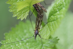 Tipula varipennis