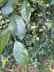 Celtis mildbraedii