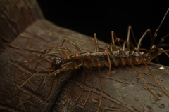 Thereuopoda clunifera