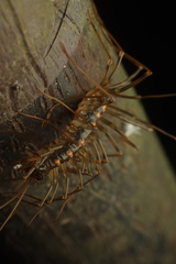Thereuopoda clunifera