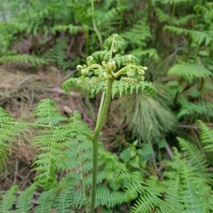 Pteridium aquilinum