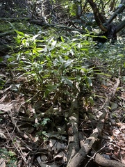 Coleotrype natalensis