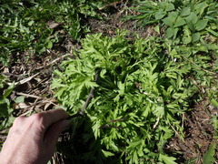 Artemisia vulgaris