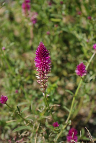 Hermbstaedtia fleckii image