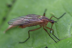 Empis digramma