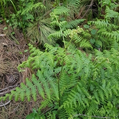 Pteridium aquilinum