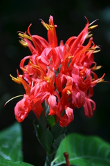 Pachystachys coccinea