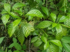 Psychotria nervosa