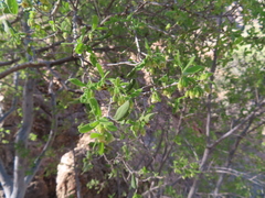 Diospyros texana