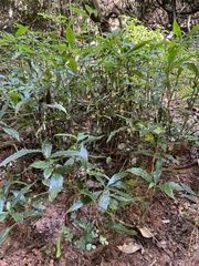 Coleotrype natalensis